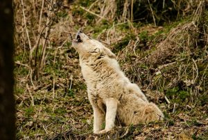 wolf-white-wolf-white-fur-zoo-163189.jpeg