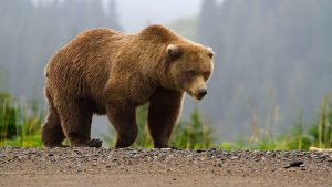 image-w-cred-cap_-1200w-_-brown-bear-page_-brown-bear-in-fog_2_15264454061195723258