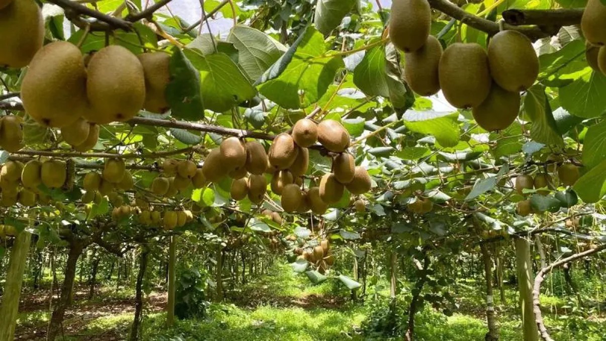 cultura-de-kiwi-in-romania-800x4508362758711953285383