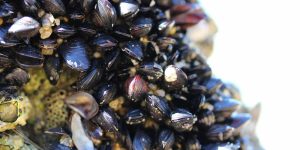 scoici-marea-neagra