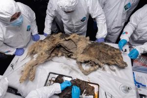 worlds-first-autopsy-44-000-9110-scaled484272193992782037