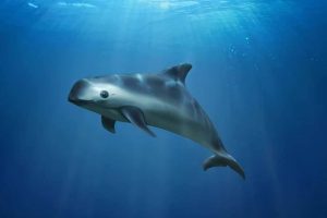 vaquitas