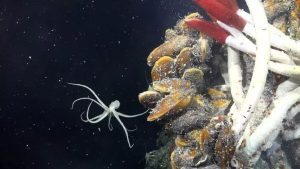 lume-subacvatica-800x4505152116020583050056