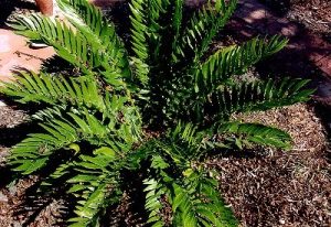 encephalartos_woodii_pup5581969039357243690
