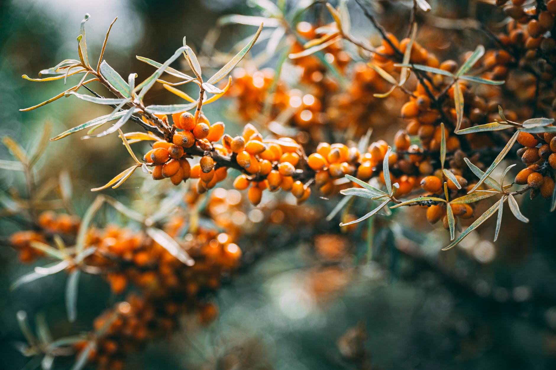 close up of sea buckthorn