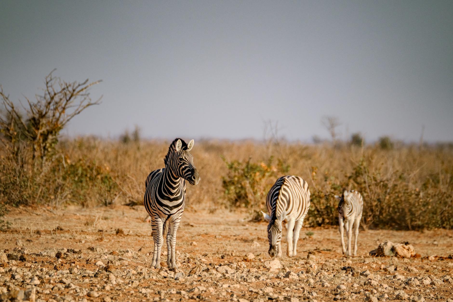 three zebras in savannah