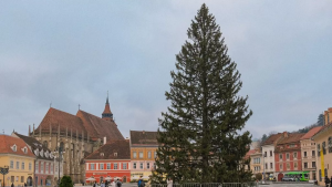 cel macel mai inalt brad natural de craciun